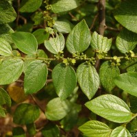 Ziziphus oenopolia (L.) Mill.